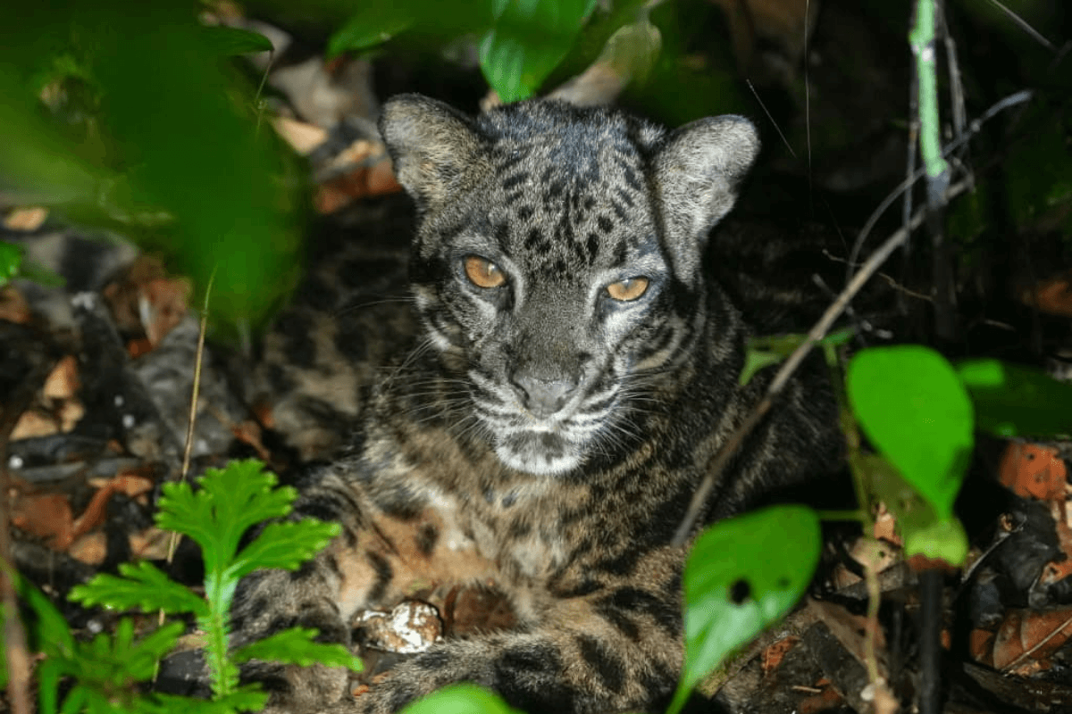 Clouded leopard