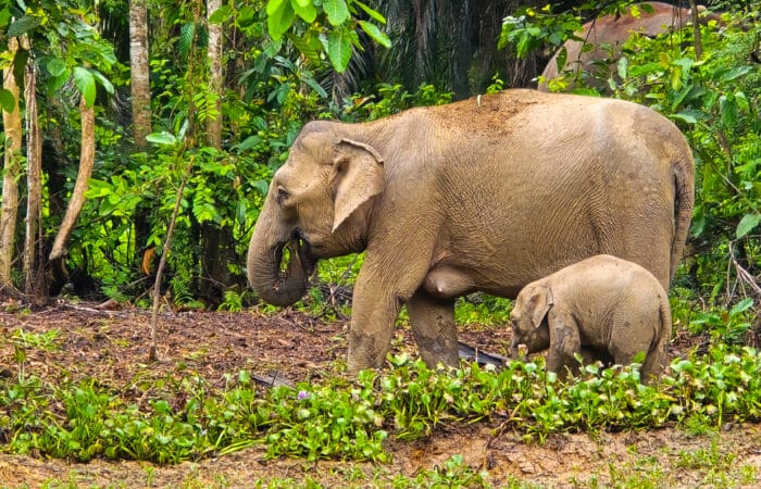borneo elephant in kinabatangan river