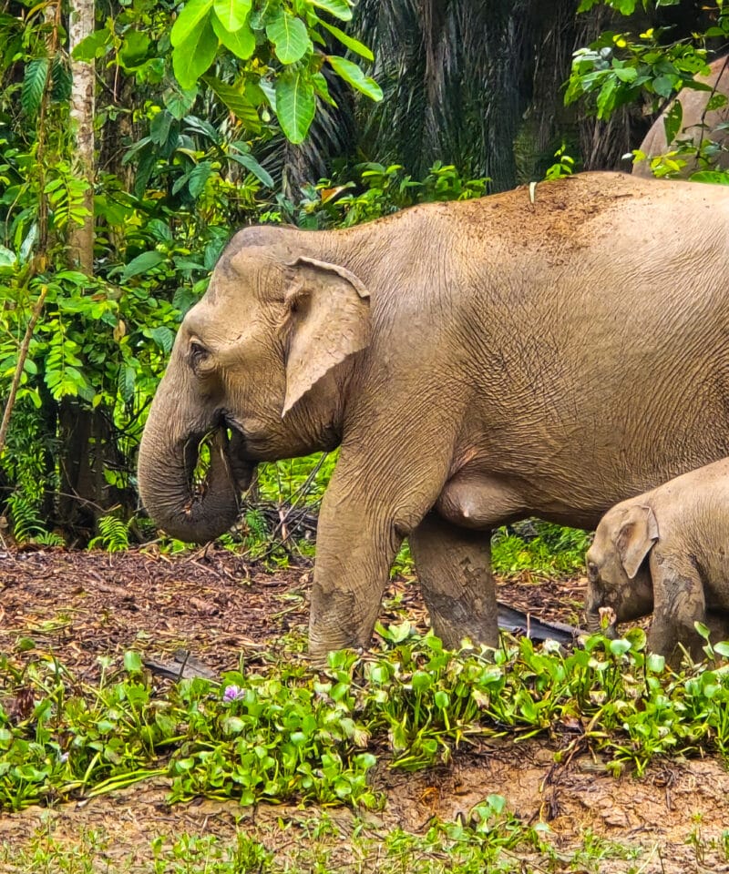 borneo elephant in kinabatangan river