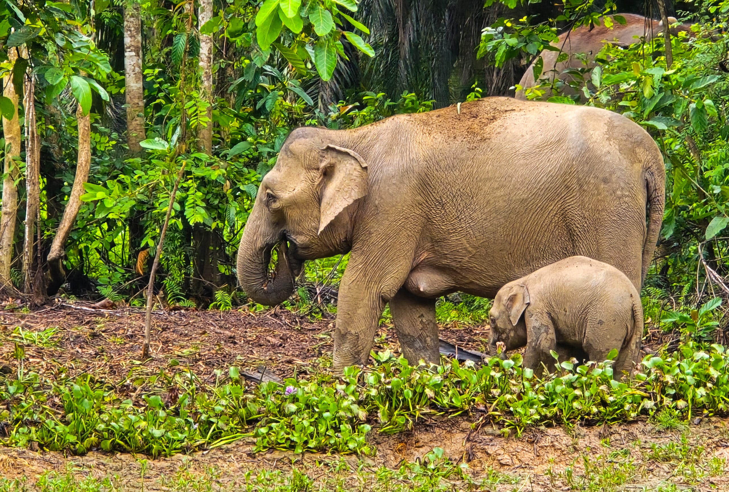 borneo elephant in kinabatangan river