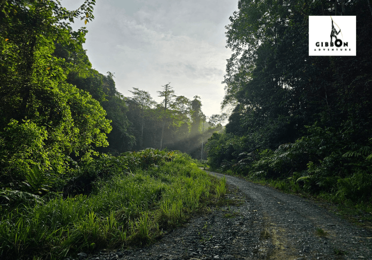 Misty morning at Deramakot Forest Reserve