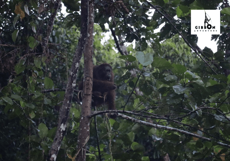 Orangutan Sighting at Deramakot forest reserve