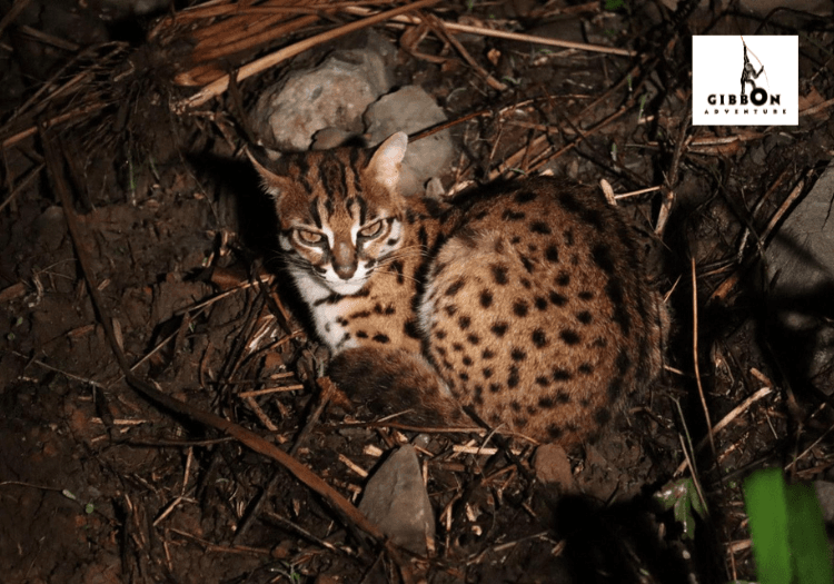 Leopard cat sighting during night drive safari at deramakot