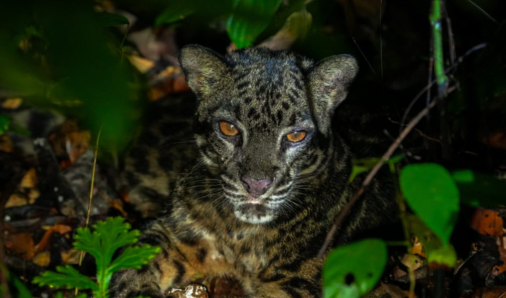 clouded leopard in sabah, borneo