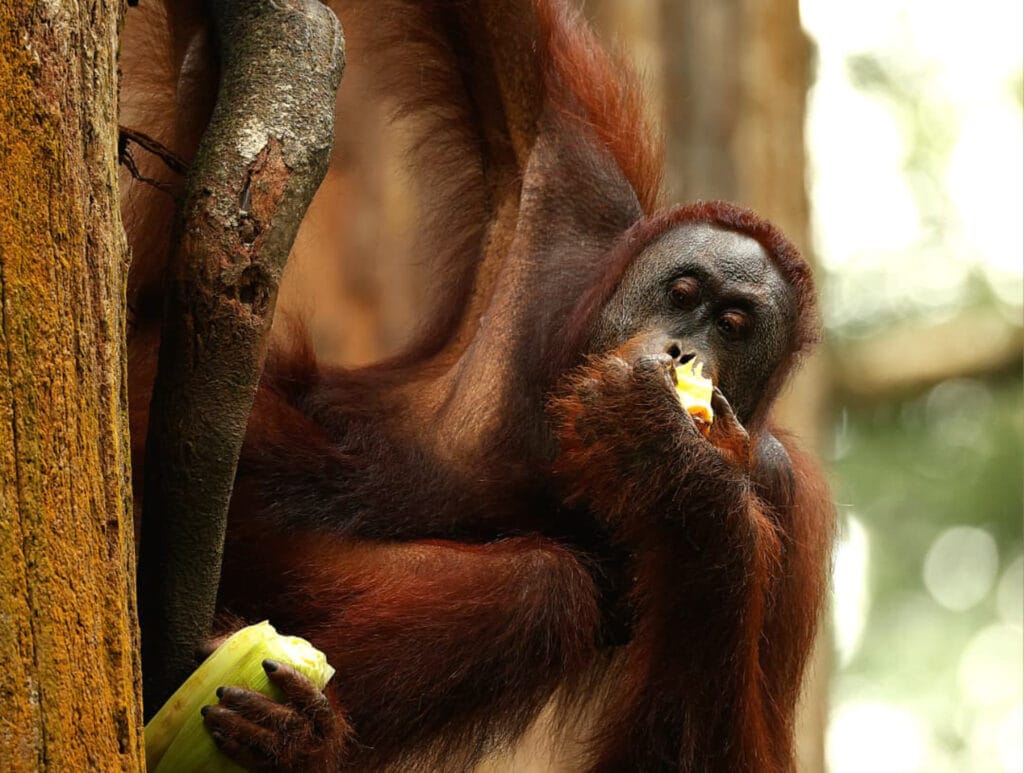 Borneo Wildlife, borneo orangutan sighting in sepilok