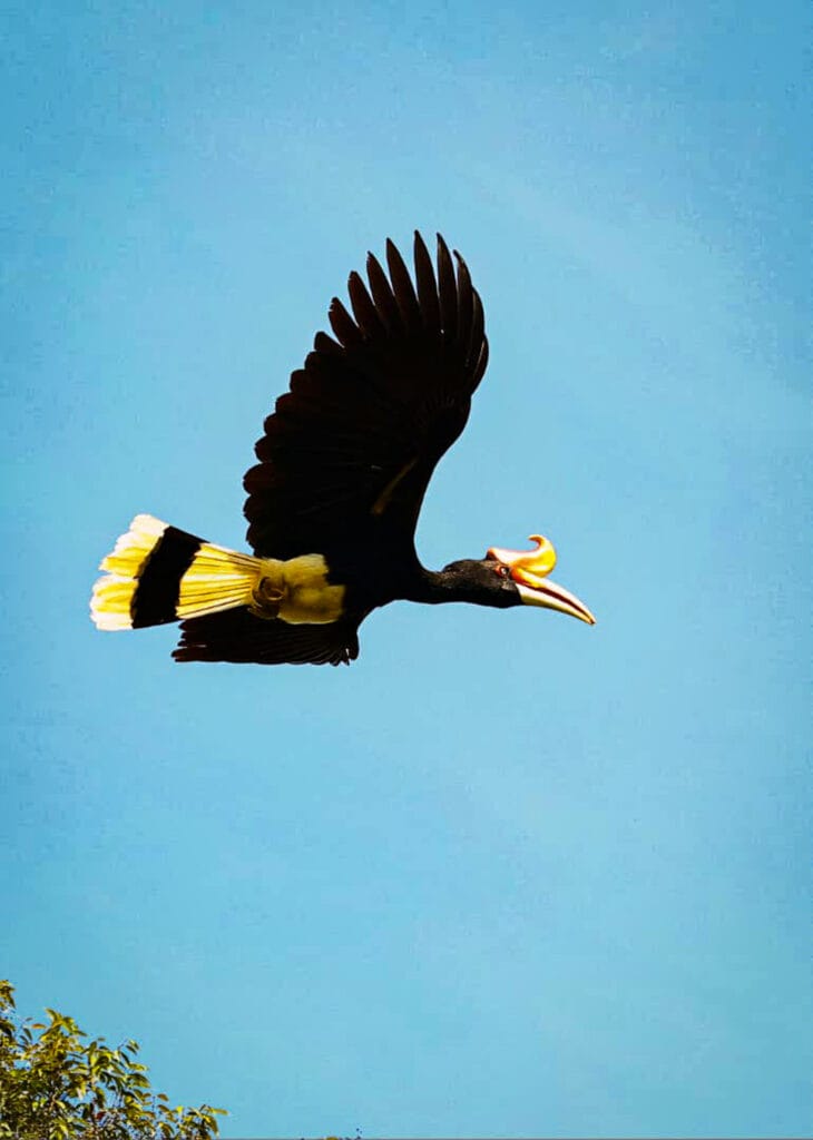 rhinoceros hornbill photography at kinabatangan river