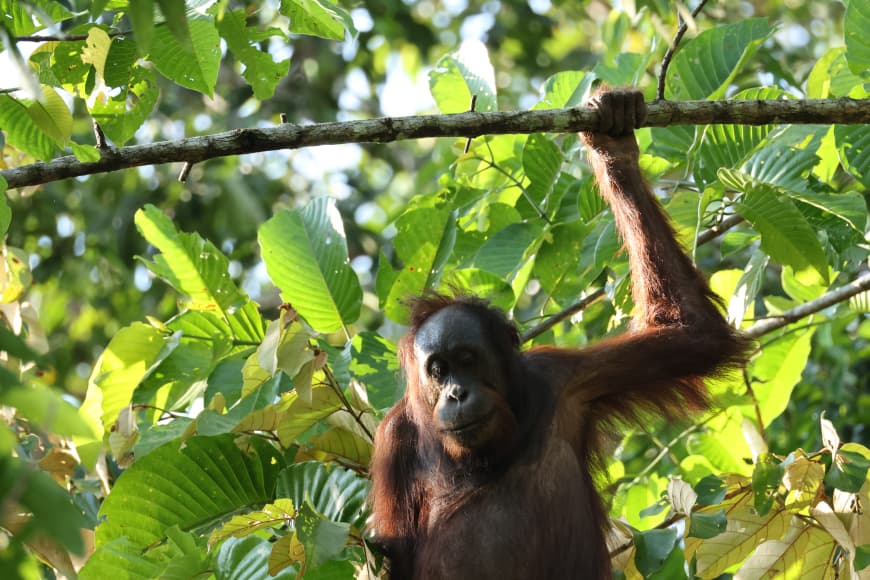 orangutan sighting 