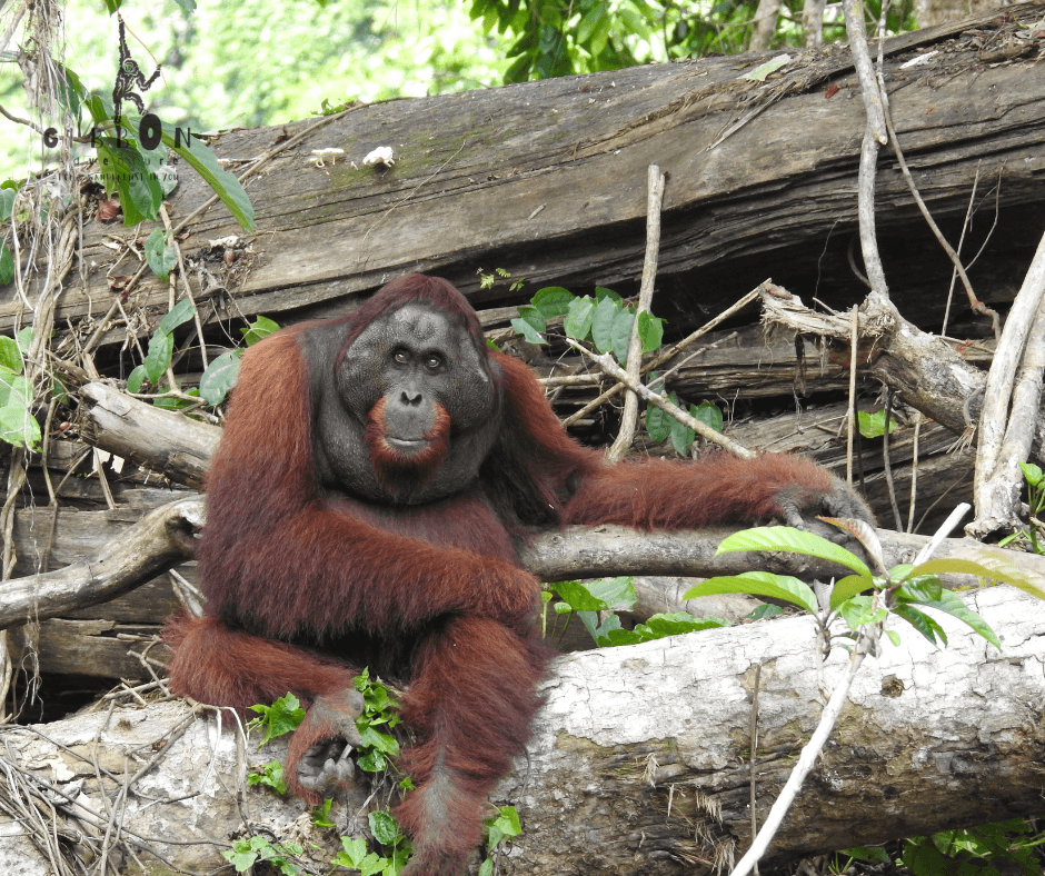 flanged male orangutan in borneo