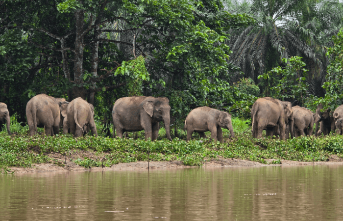 a herd of elephant on kinabatangan river