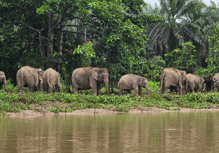 a herd of elephant on kinabatangan river