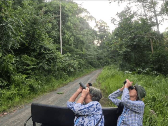 our deramakot guest looking at 5 orangutan