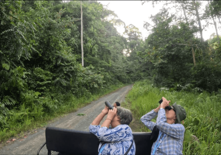 our deramakot guest looking at 5 orangutan