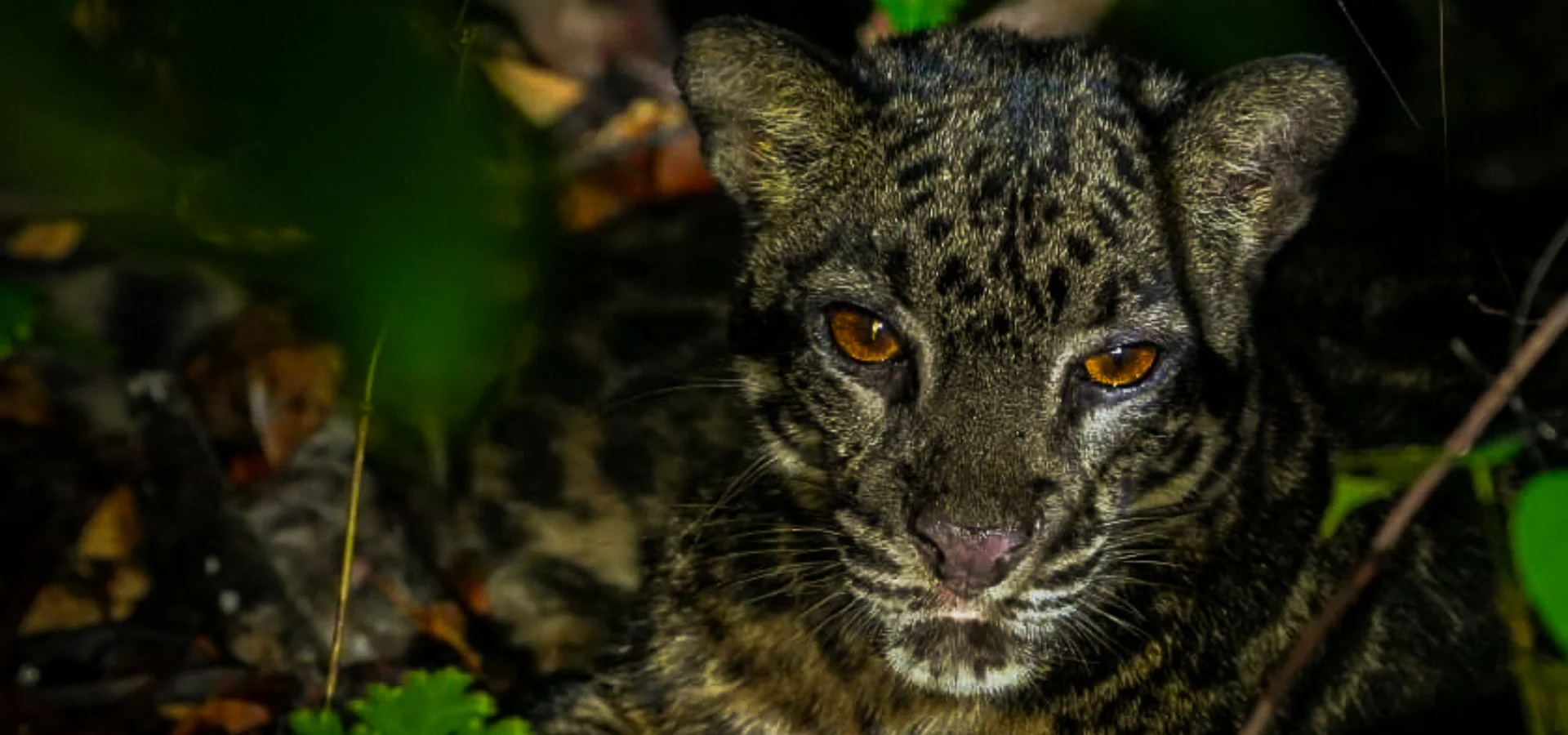 clouded leopard sighting during wildlife tour in borneo