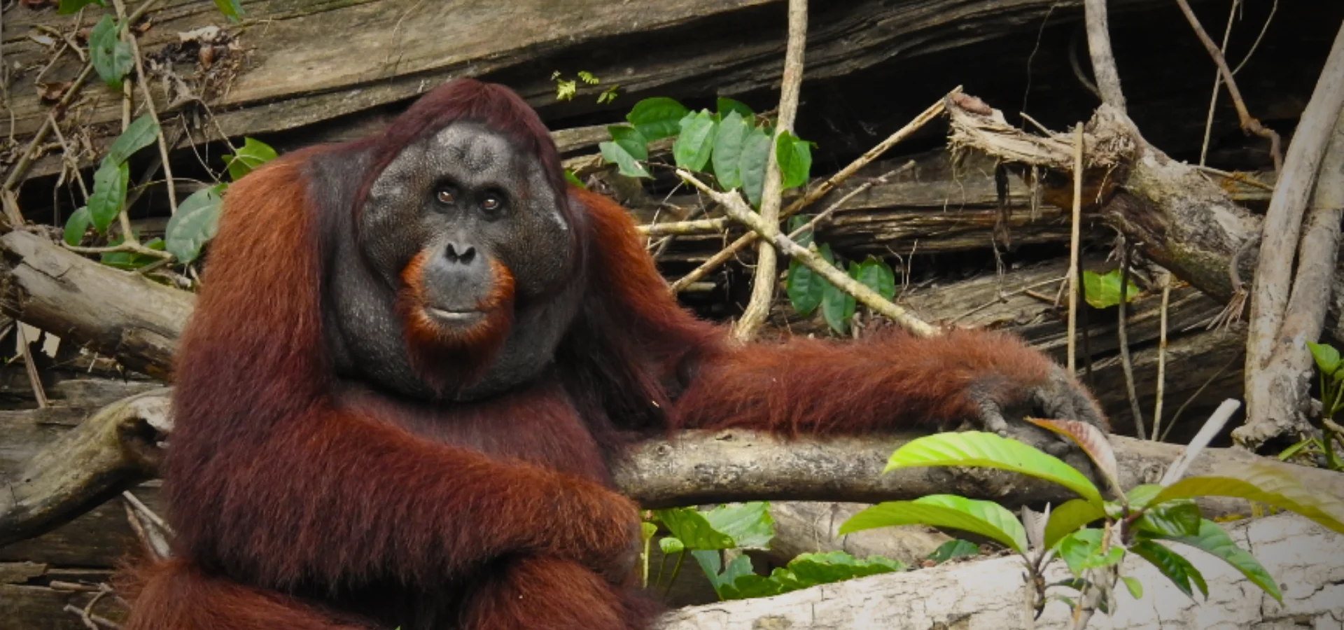 big male orangutan at danum valley